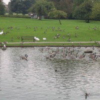 Canada Goose
